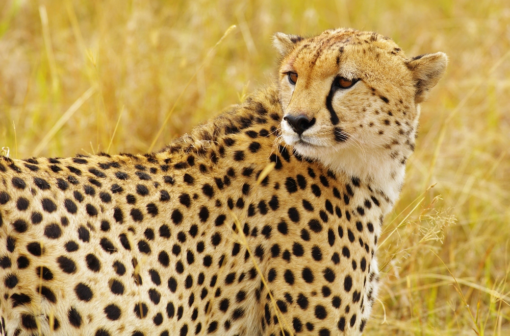 Stolz und frei - ein Katzenleben in der Massai Mara von M. Gerlach 