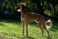 Stolz und Würde, Saluki Johar