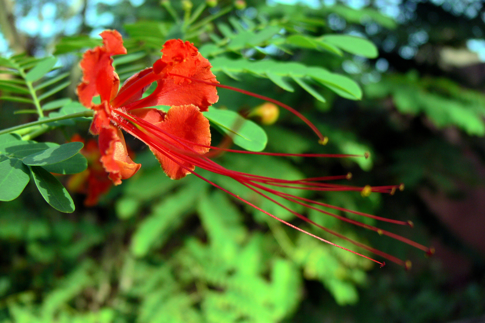 Stolz von Barbados - Pfauenstrauch (Caesalpinia pulcherrima)