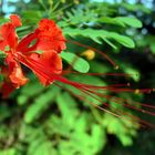 Stolz von Barbados - Pfauenstrauch (Caesalpinia pulcherrima)