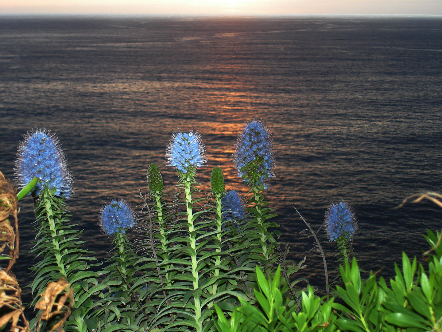 "Stolz von Madeira" im Abendlicht