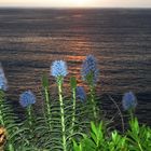 "Stolz von Madeira" im Abendlicht