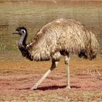 Stolz wie ein... Emu