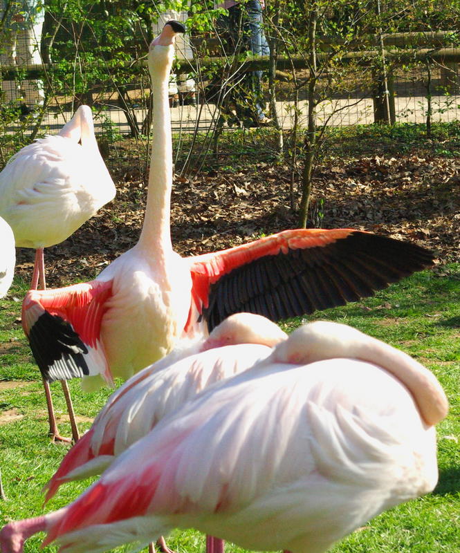 Stolz wie ein Flamingo