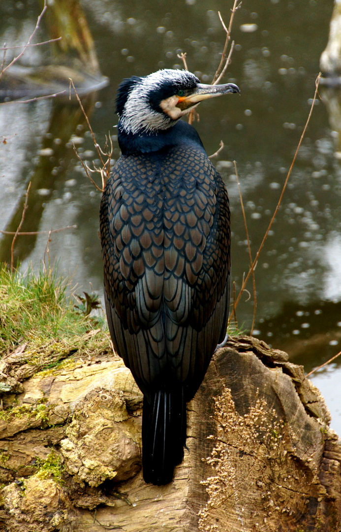 STOLZ WIE EIN KORMORAN