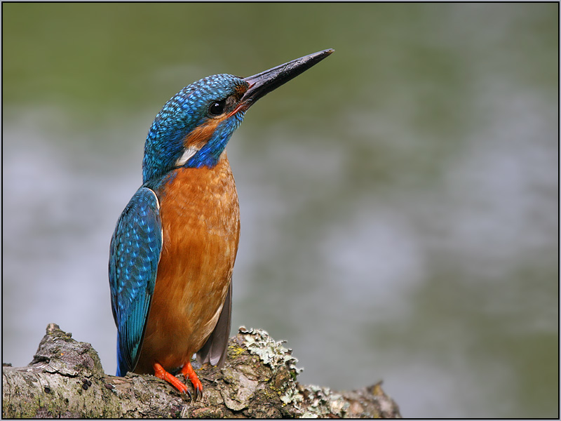 Stolz wie ein Pfau