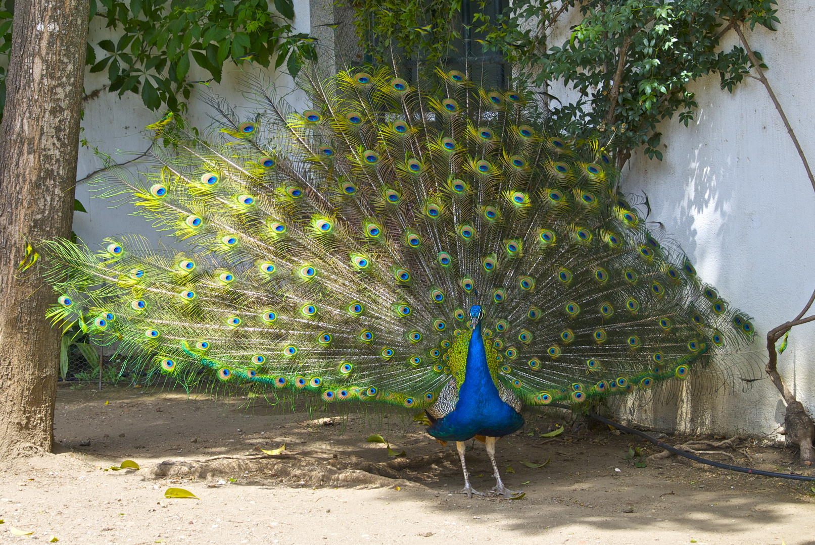 stolz wie ein Pfau