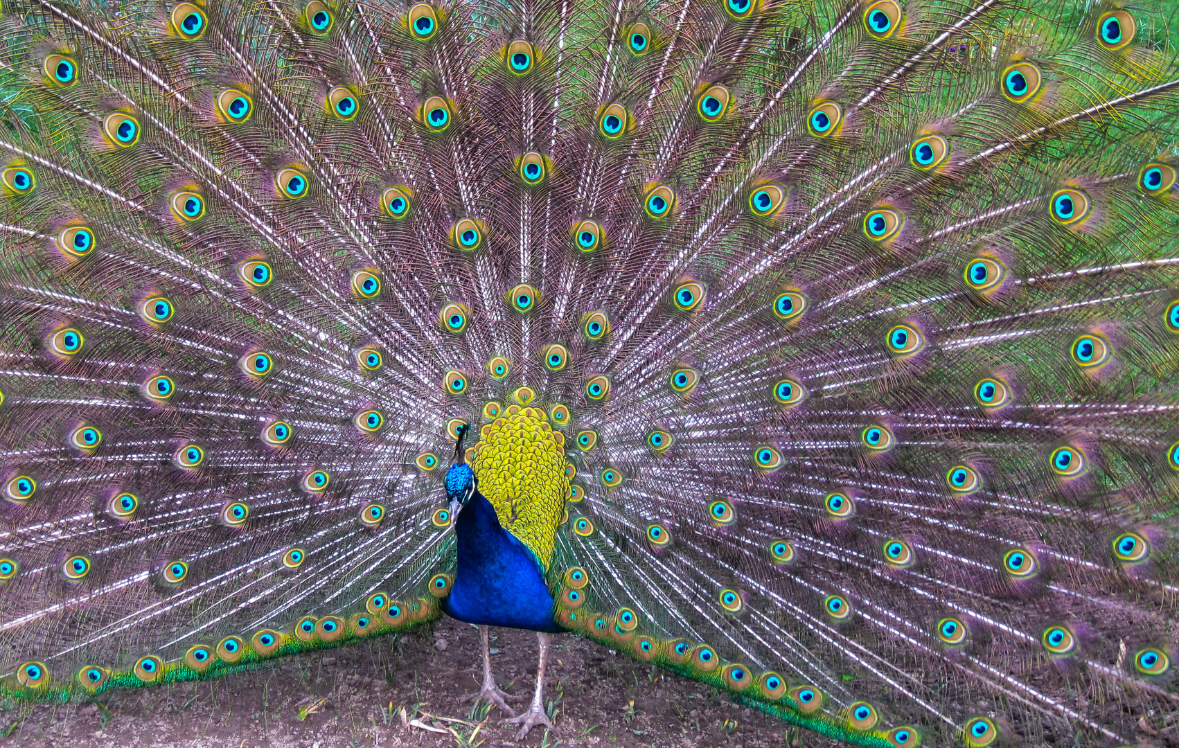 Stolz wie ein Pfau