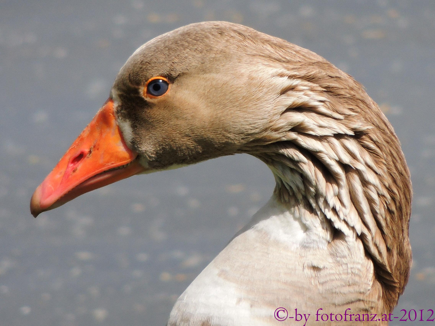 Stolz wie ein Schwan