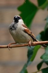 Stolz wie Oskar, die Brust raus: präsentiert sich wie Super-Sperling!