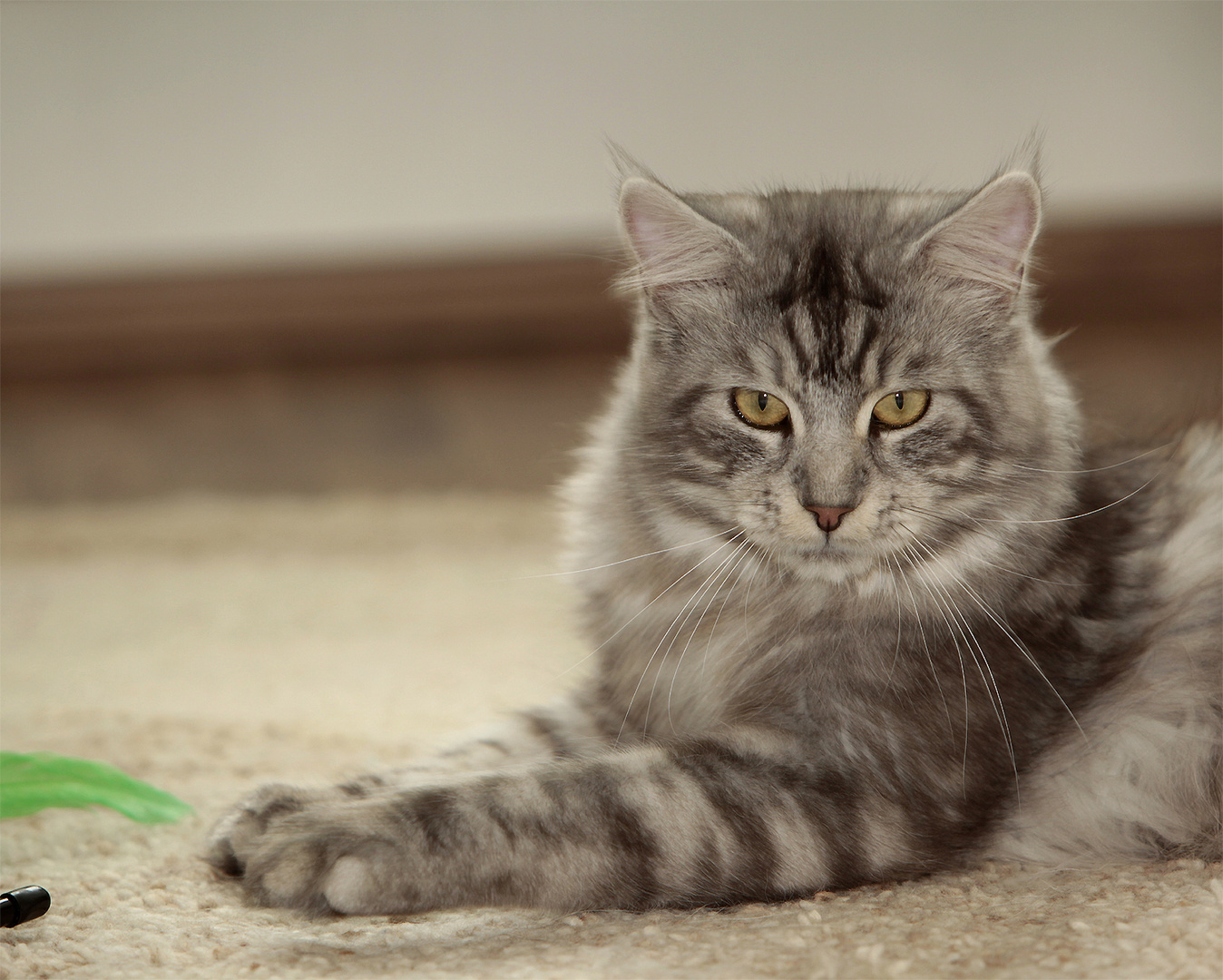 Stolz wie Oskar mein kleiner Maine Coon Shadow