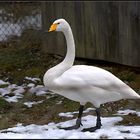 Stolz zeigt er sich den Besuchern des Wildparks Grünau