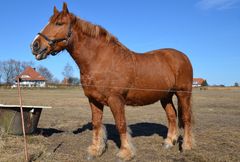 Stolz zeigt sich das Pferd aus Vitte