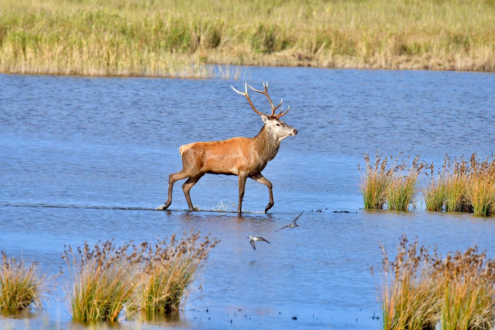 Stolz zieht der Hirsch durchs Wasser