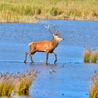 Stolz zieht der Hirsch durchs Wasser