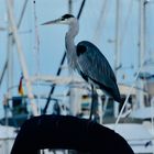 Stolz zwischen stolzen Yachten