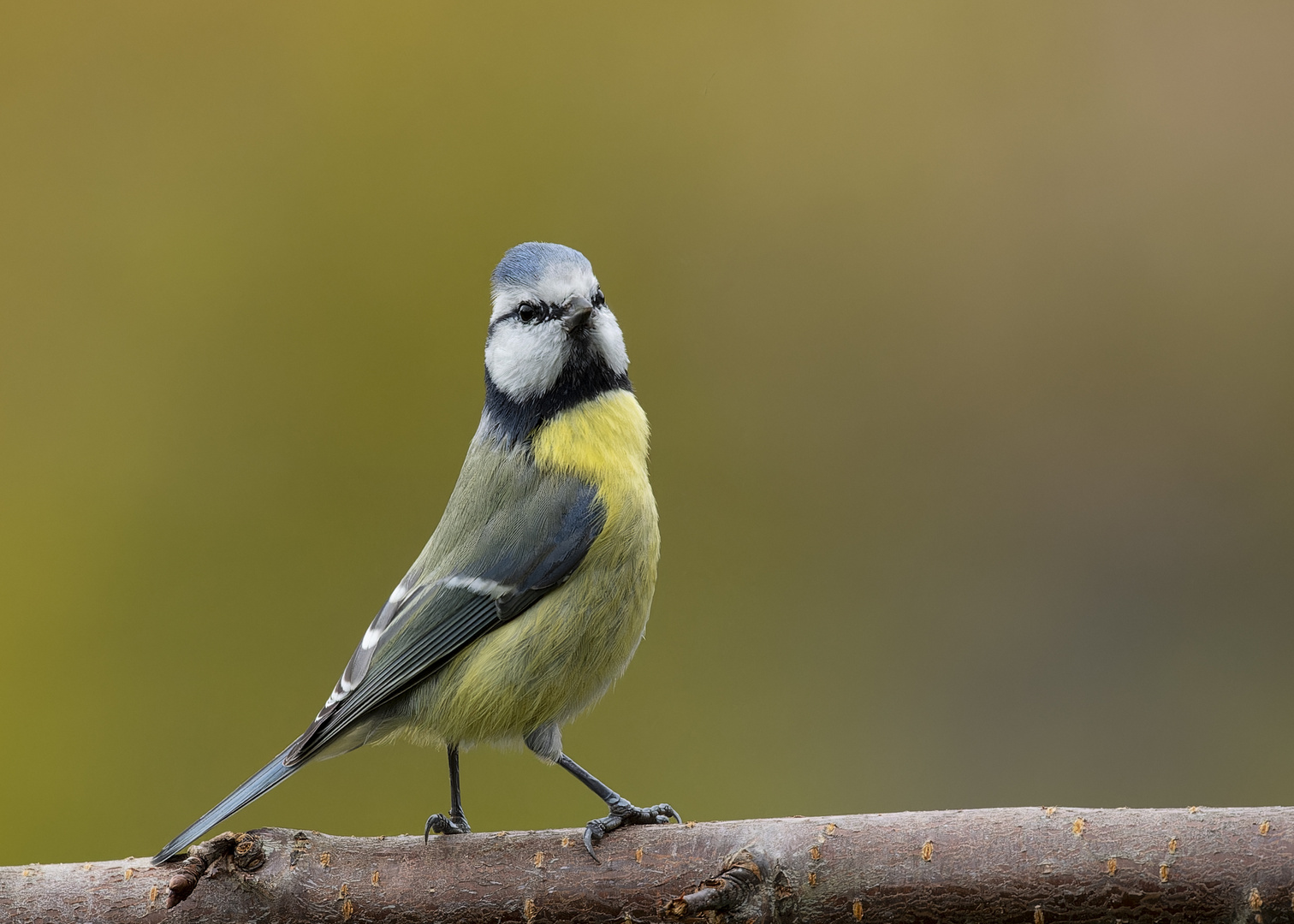 Stolze Blaumeise auf dem "Birdwalk"