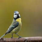 Stolze Blaumeise auf dem "Birdwalk"