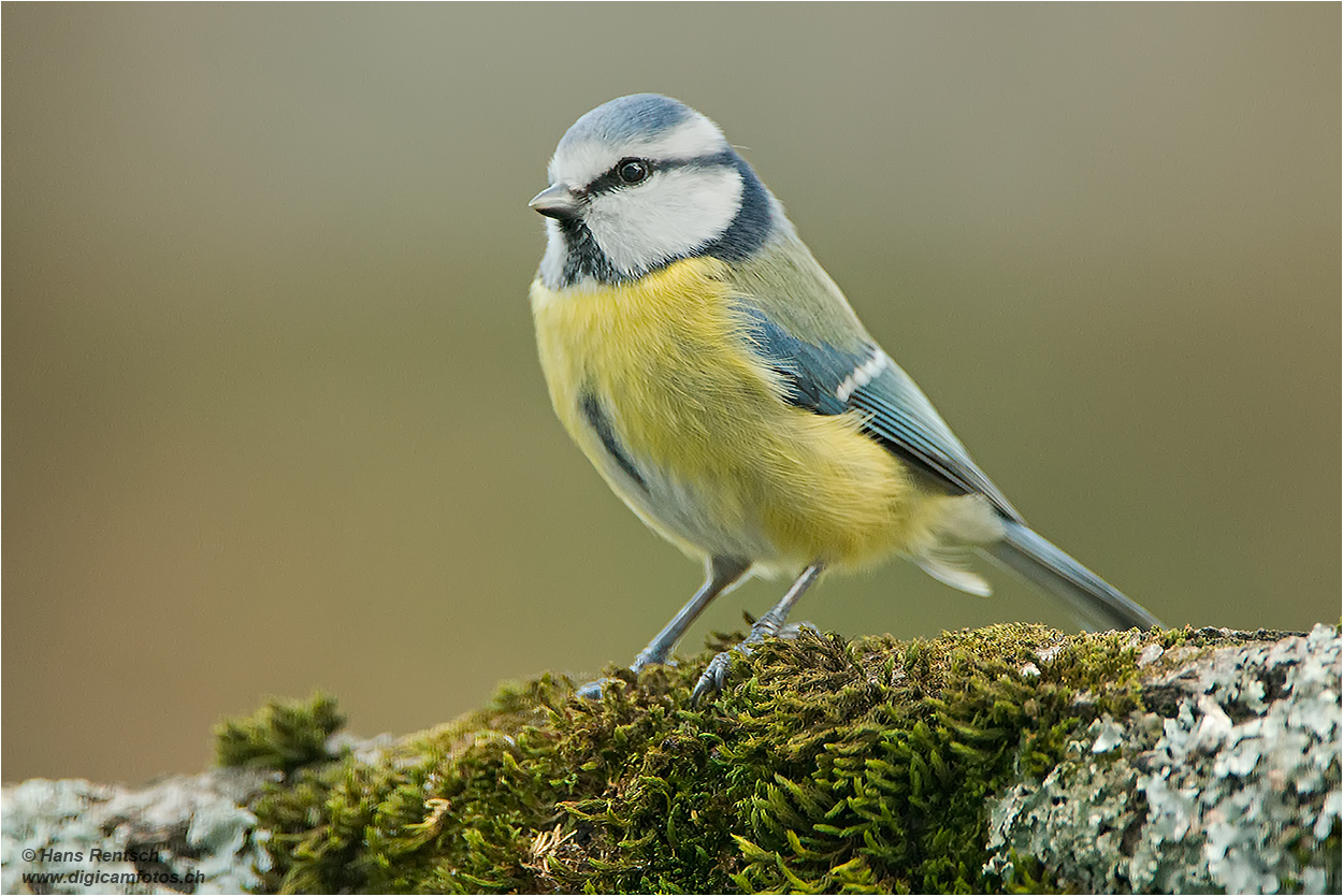 Stolze Blaumeise