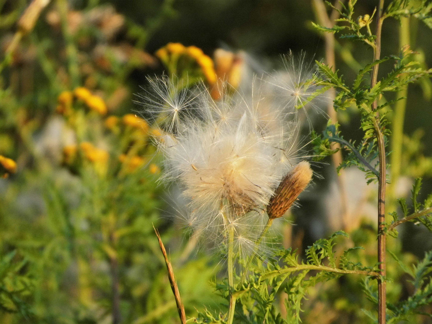 Stolze Blume