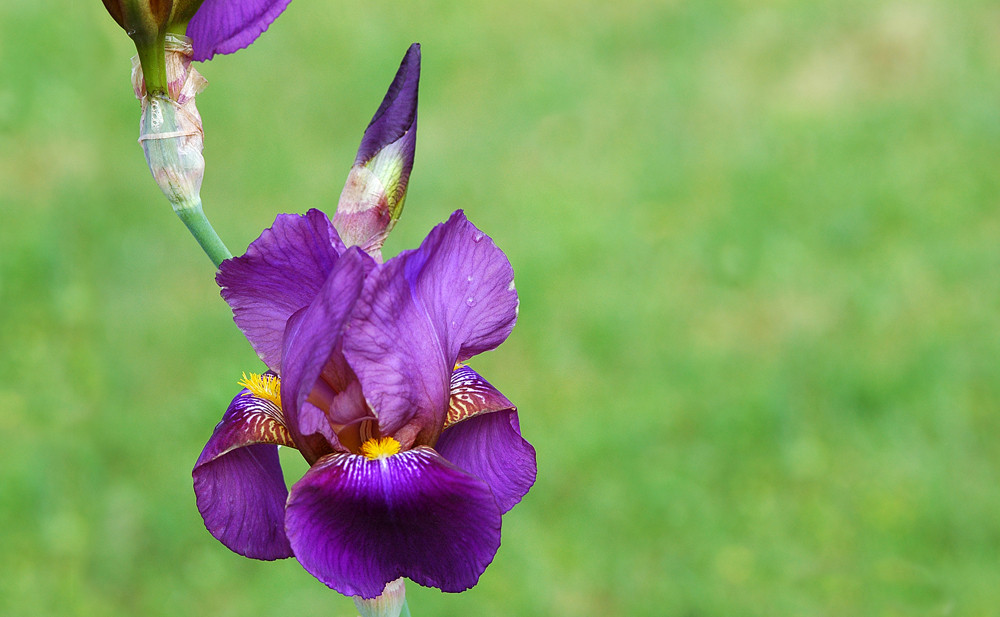 Stolze Blumen