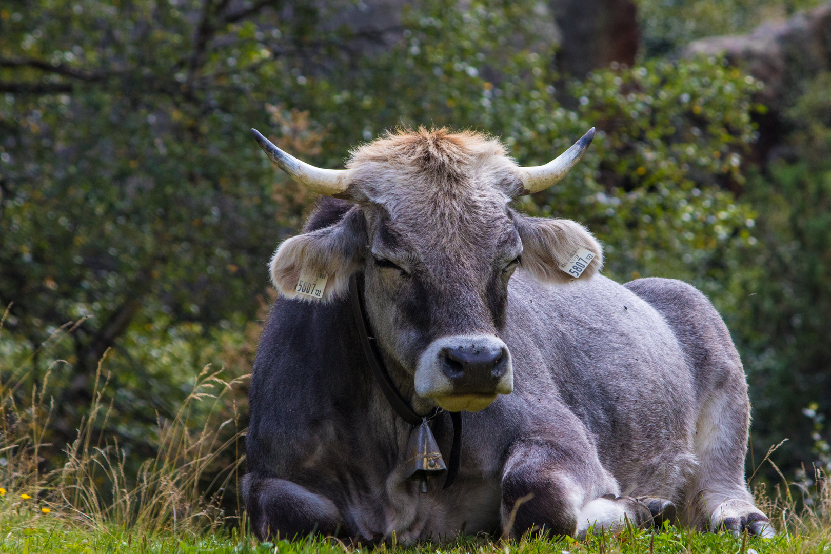 Stolze Dame Foto & Bild | tiere der alpen, contest Bilder auf fotocommunity