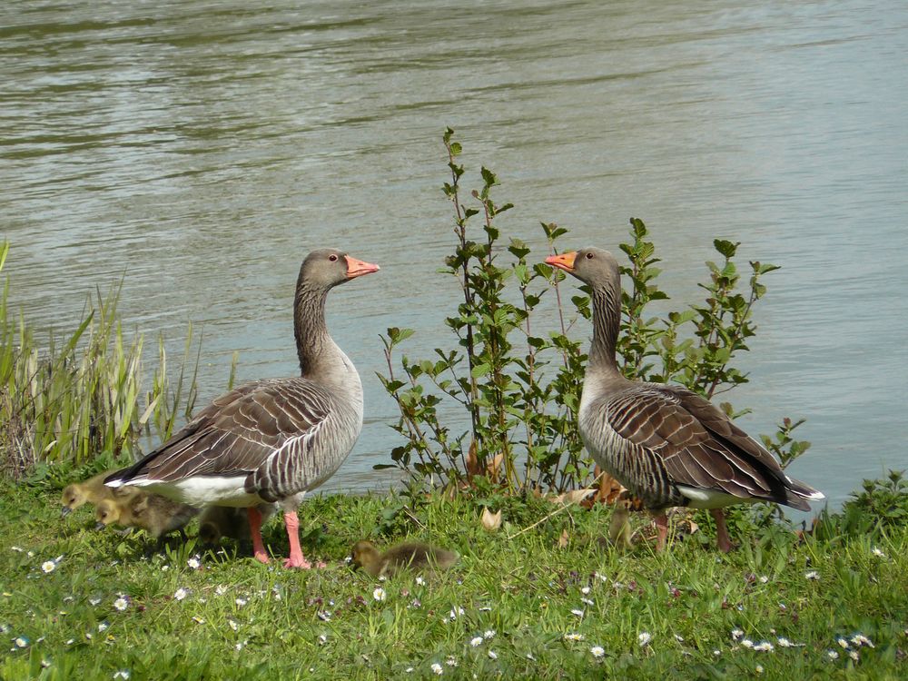 Stolze Eltern