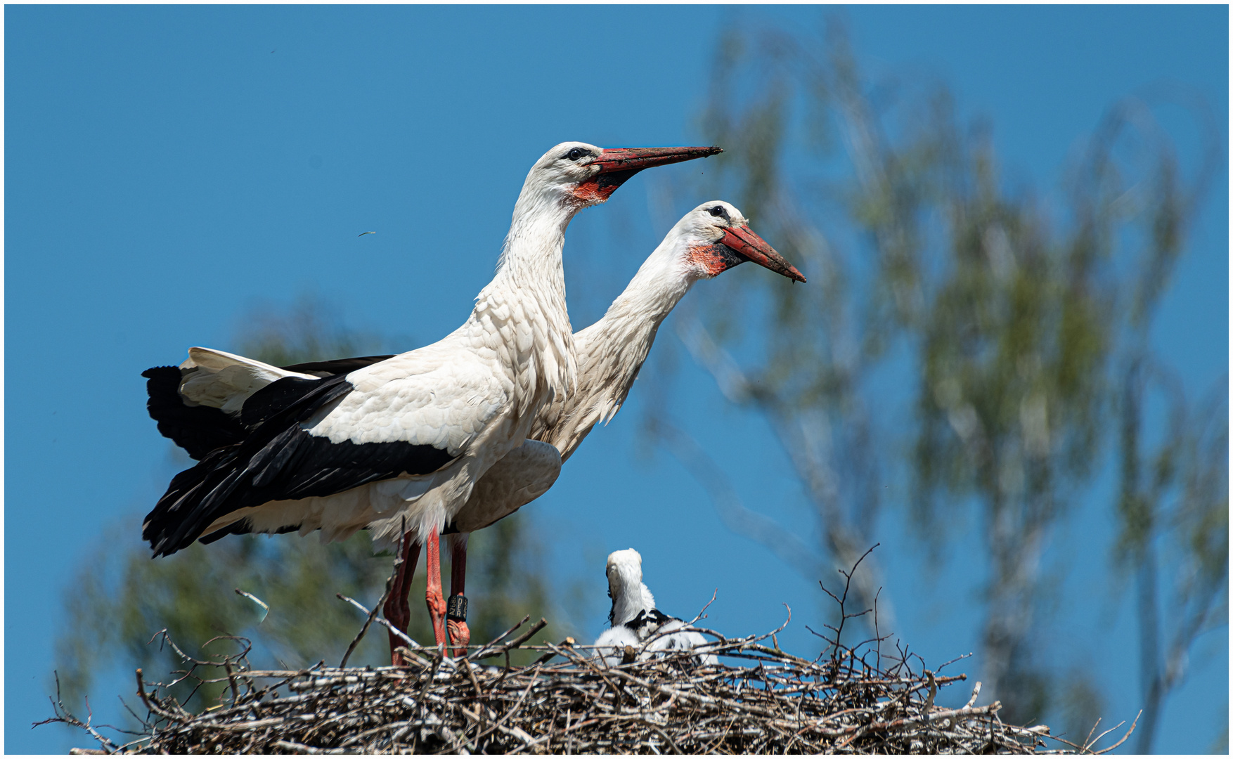 Stolze Eltern vom Einzelstorch !