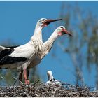 Stolze Eltern vom Einzelstorch !