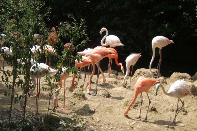 stolze Flamingos