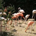 stolze Flamingos