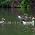 Stolze Gänsefamilie