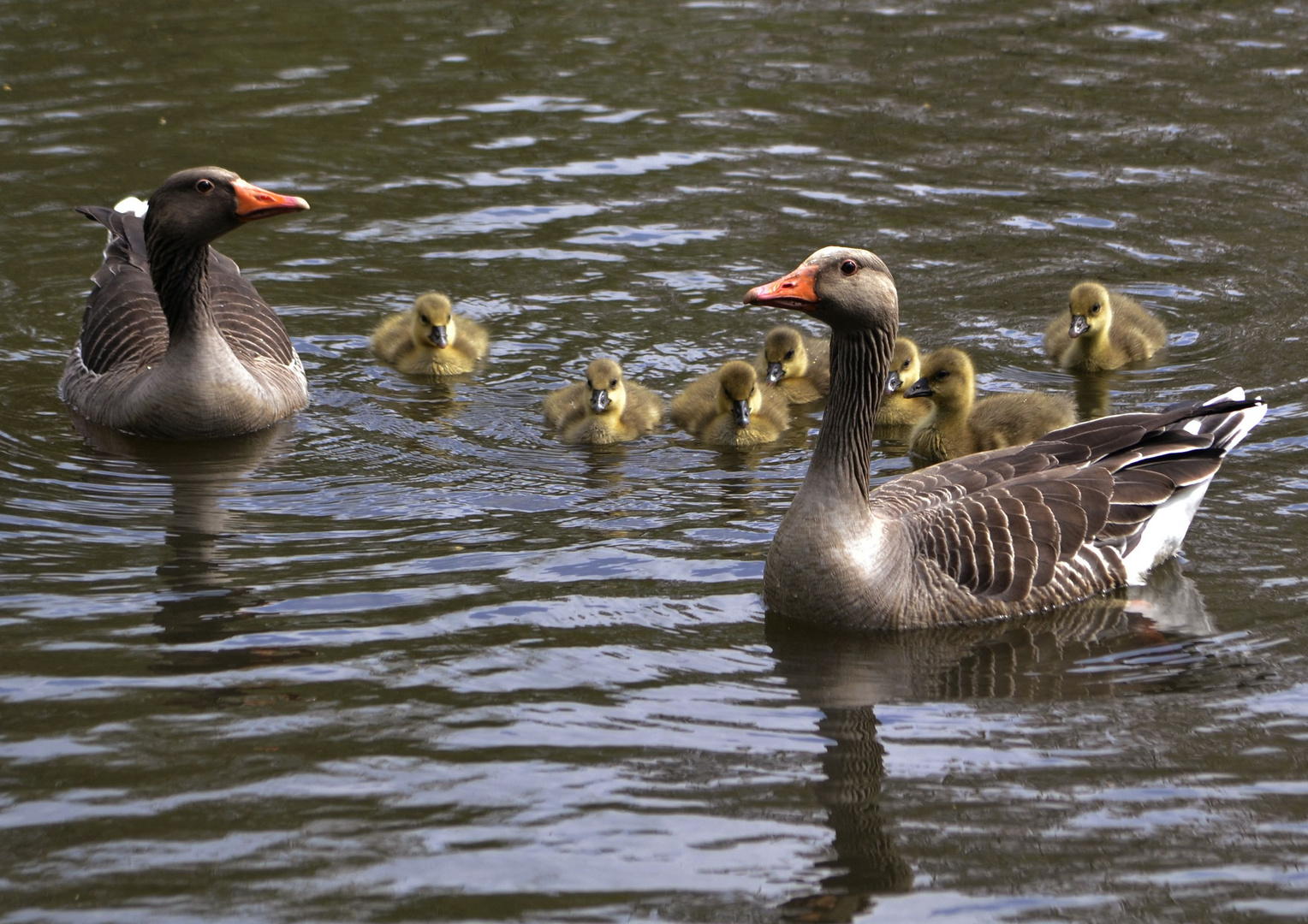 stolze Gänsefamilie