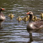 stolze Gänsefamilie