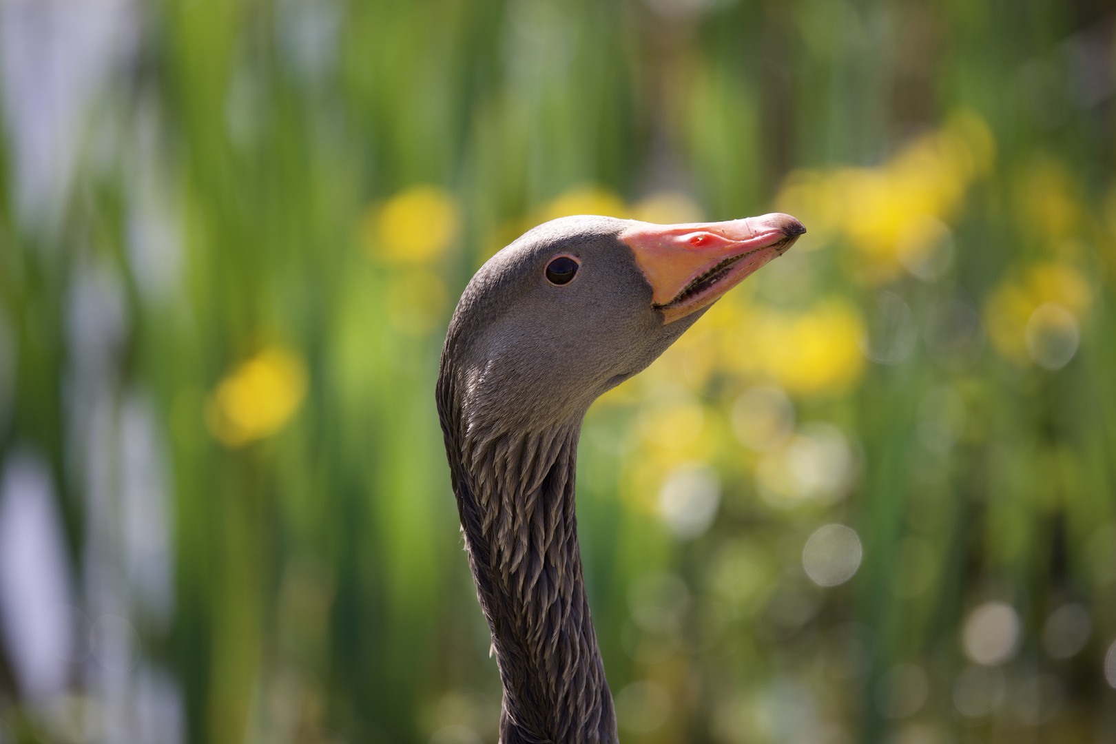 stolze Gans