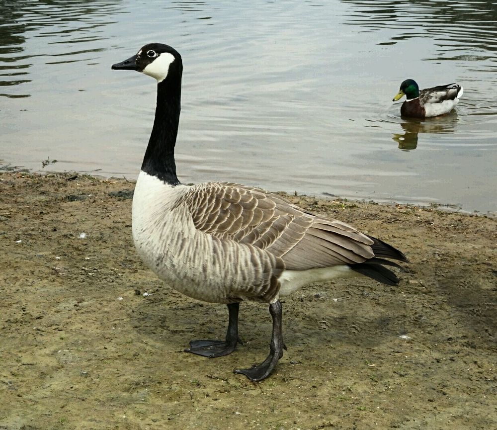 Stolze Gans 