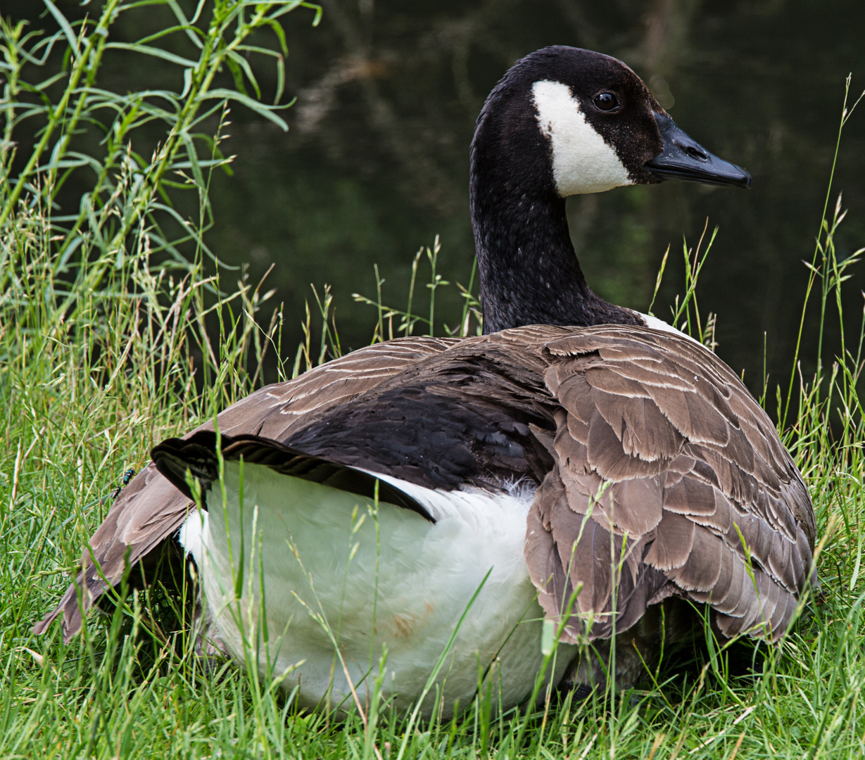 Stolze Gans