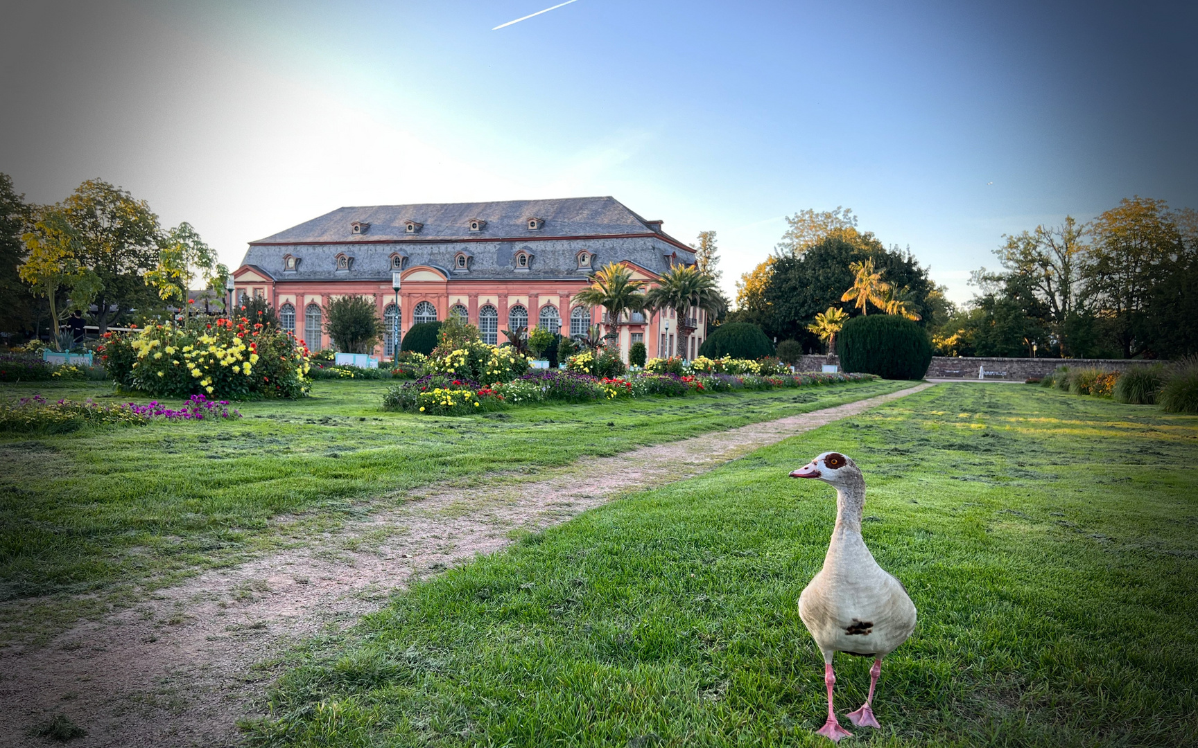 Stolze Gans im Park der Orangerie