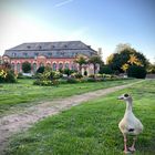 Stolze Gans im Park der Orangerie