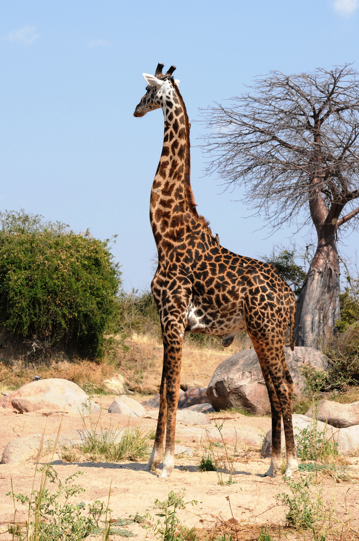 Stolze Giraffe