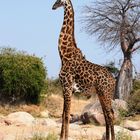 Stolze Giraffe