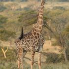 stolze Giraffe