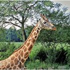 Stolze Giraffe