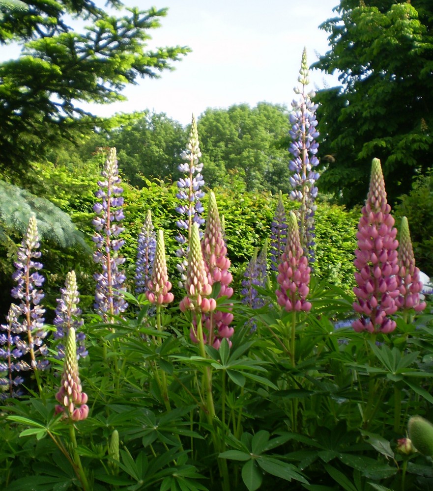 Stolze Grazien in meinem Garten