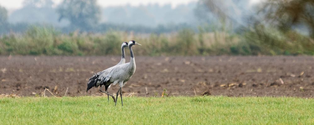 Stolze Grus grus