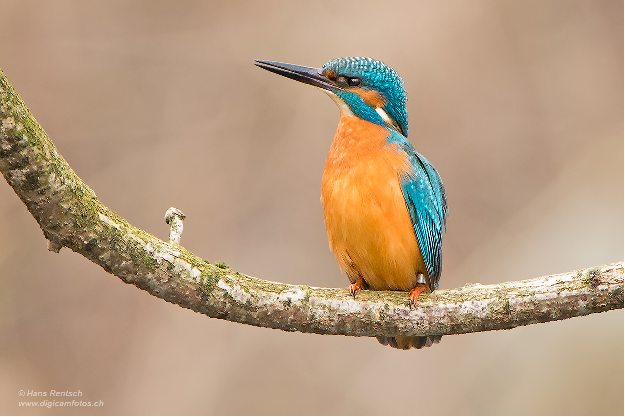 Stolze Haltung des Herrn Eisvogel