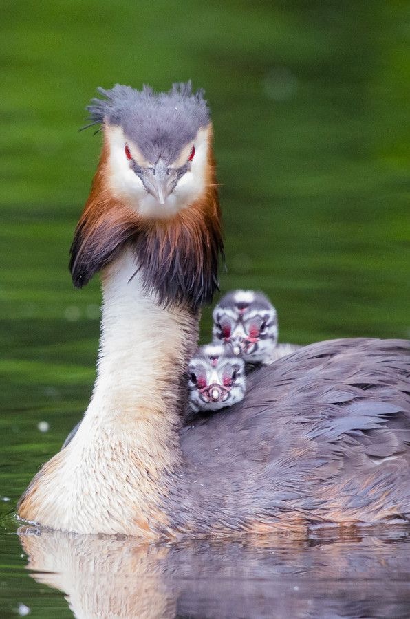 Stolze Haubentaucher Mama ist 