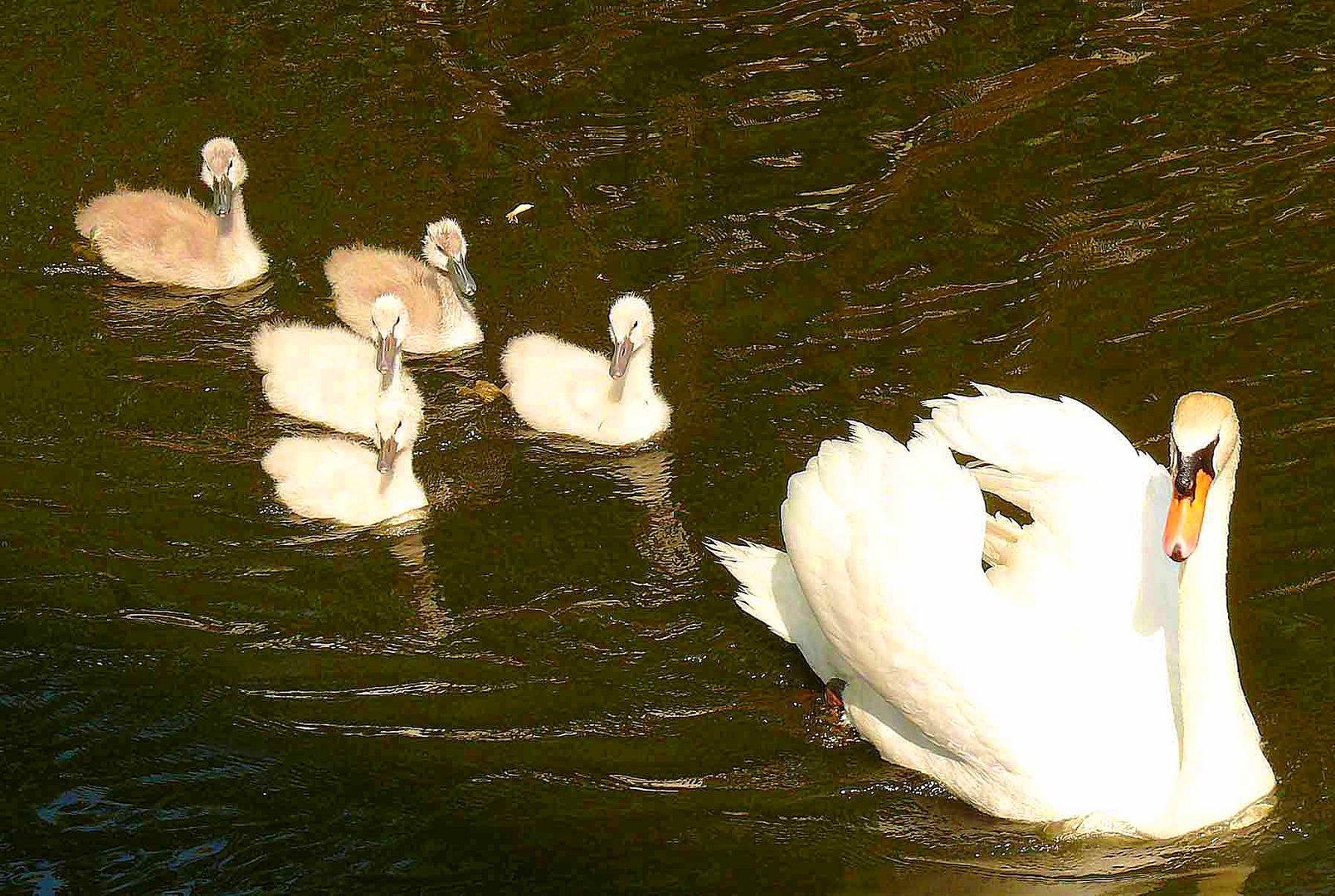 Stolze Höckerschwan-Mutter