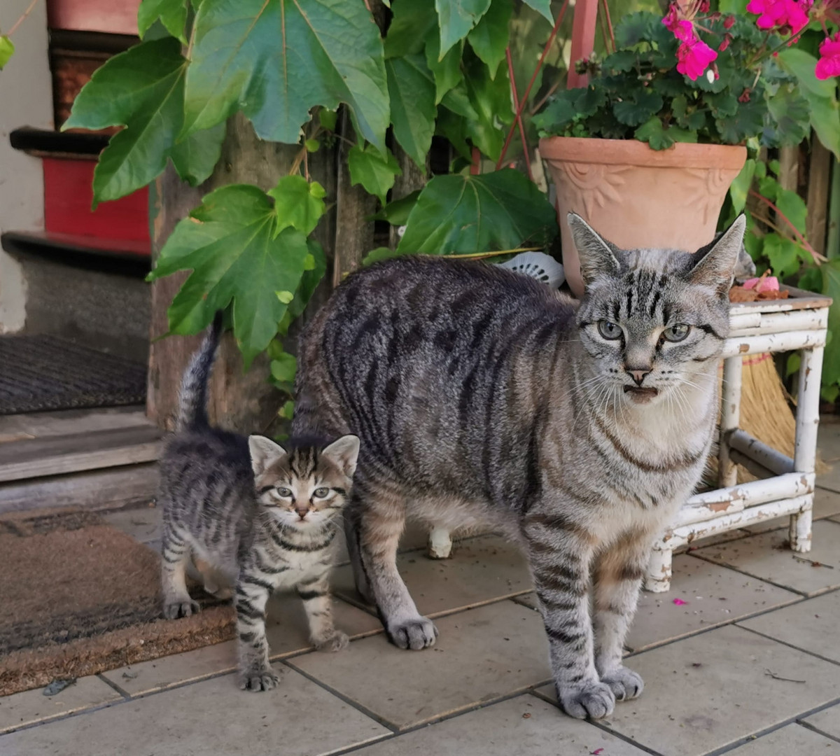 Stolze Katzenmutter