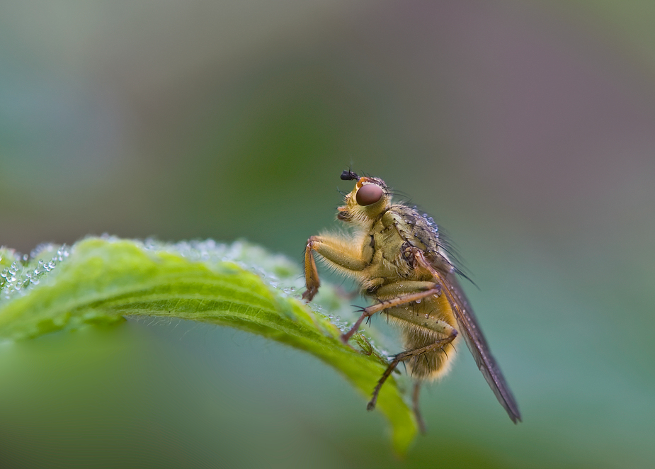 Stolze kleine Fliege